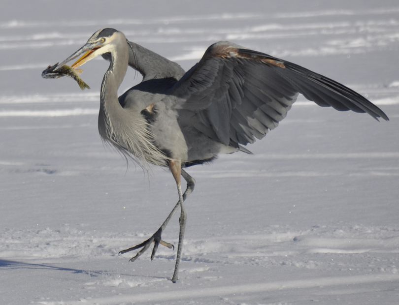 A great blue heron snatches a small perch discarded by an ice fisherman at Silver Lake on Wednesday. (Rich Landers)