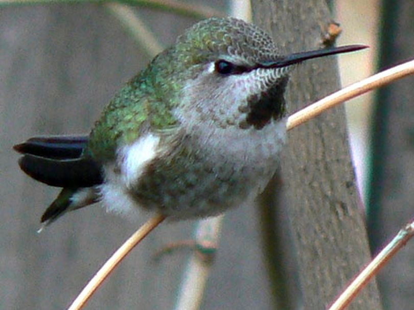 Annabelle, an Anna’s hummingbird, sits in a bush in December outside Jim and Sheryl White’s home.