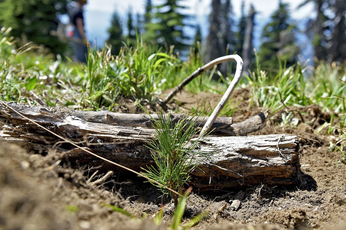 A tiny whitebark pine seedling is planted on June 24, 2021, in a carefully chosen microsite that will protect the tree in its younger years as it grows on a mountainside at Whitefish Mountain Resort in Whitefish, Mont. Restoration efforts for the threatened whitebark pine trees in the Flathead National Forest have been underway for more than 20 years.  (Whitney England)