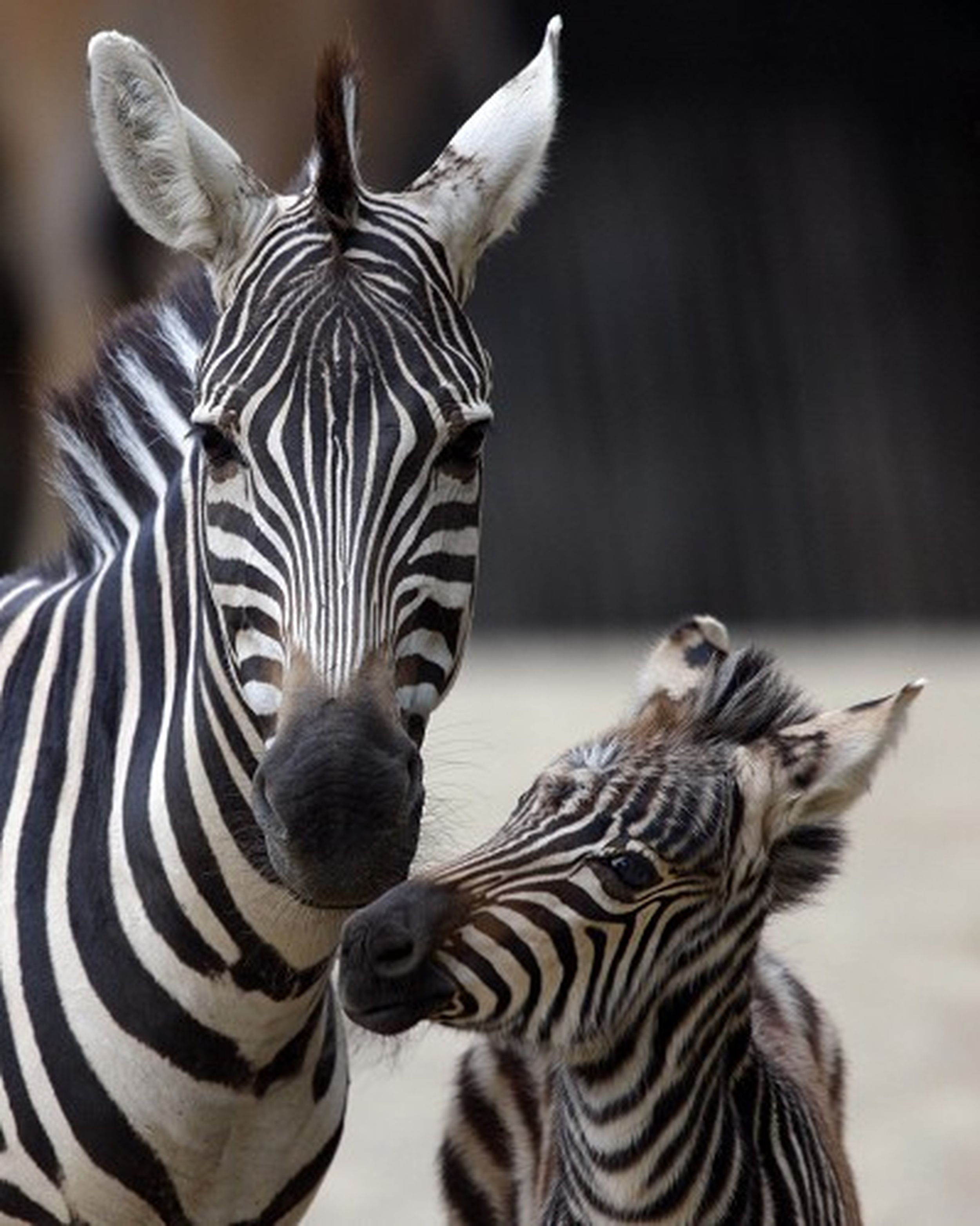 spotted zebra born
