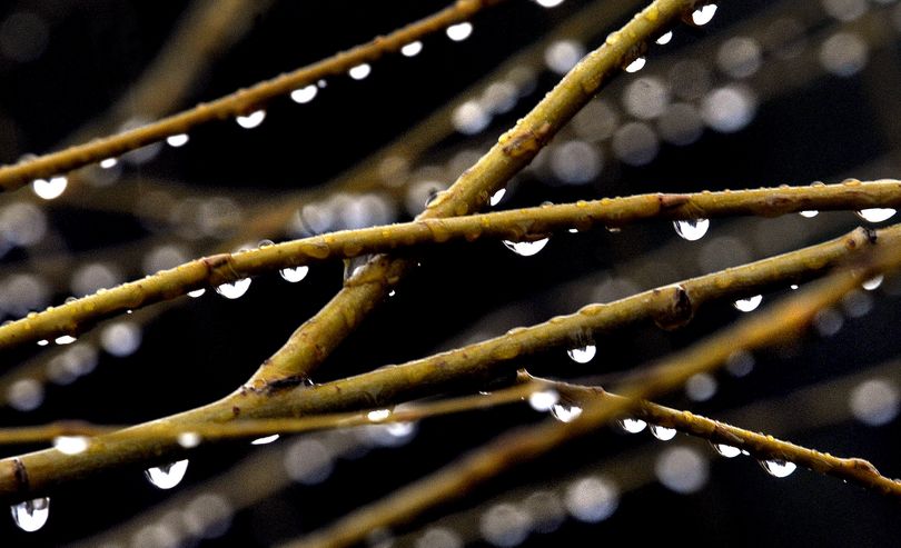 Raindrops gather on branches at Falls Park in Post Falls on Monday, March 2, 2009. Rain is in the forecast everyday this week. KATHY PLONKA The Spokesman-Review (Kathy Plonka / The Spokesman-Review)
