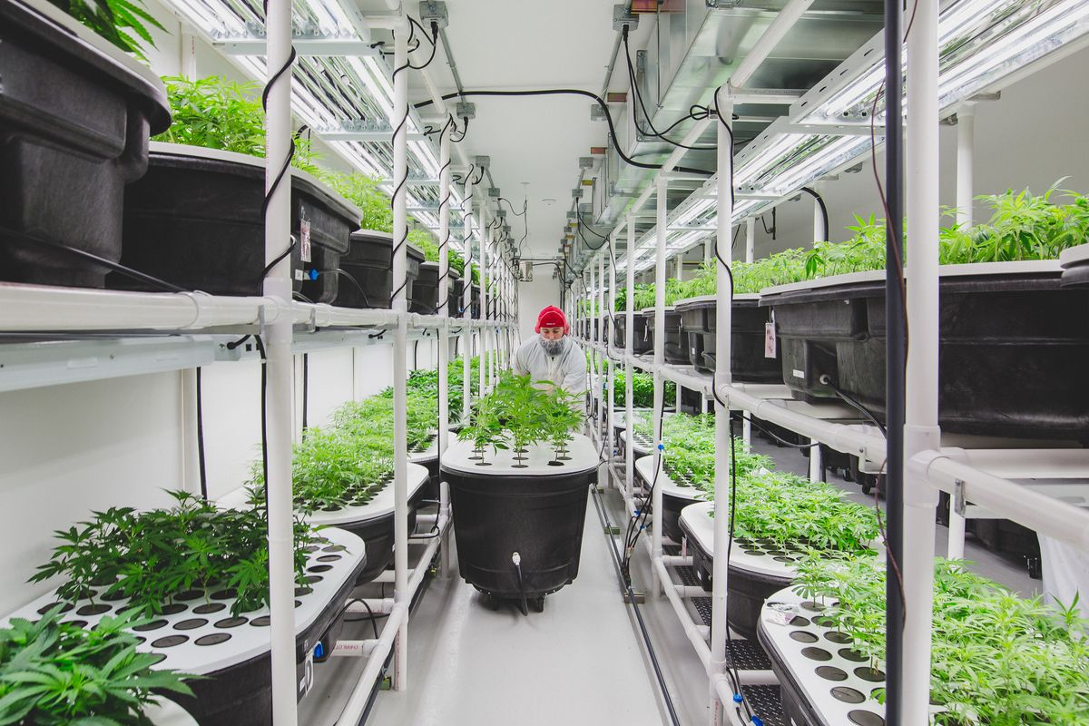 Virginia Company uses an innovative growing technique called aeroponics to produce quality cannabis.  (Courtesy Virginia Company)