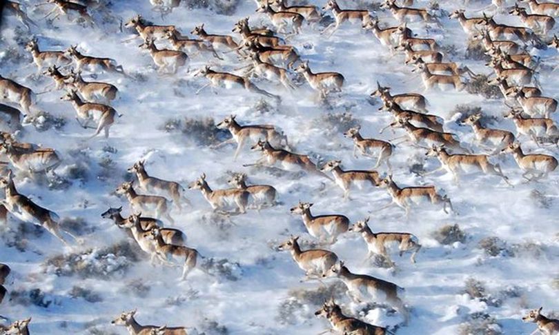Pronghorns are among many western wildlife species that depend on migration routes to survive the four seasons.  (Wildlife Conservation Society)