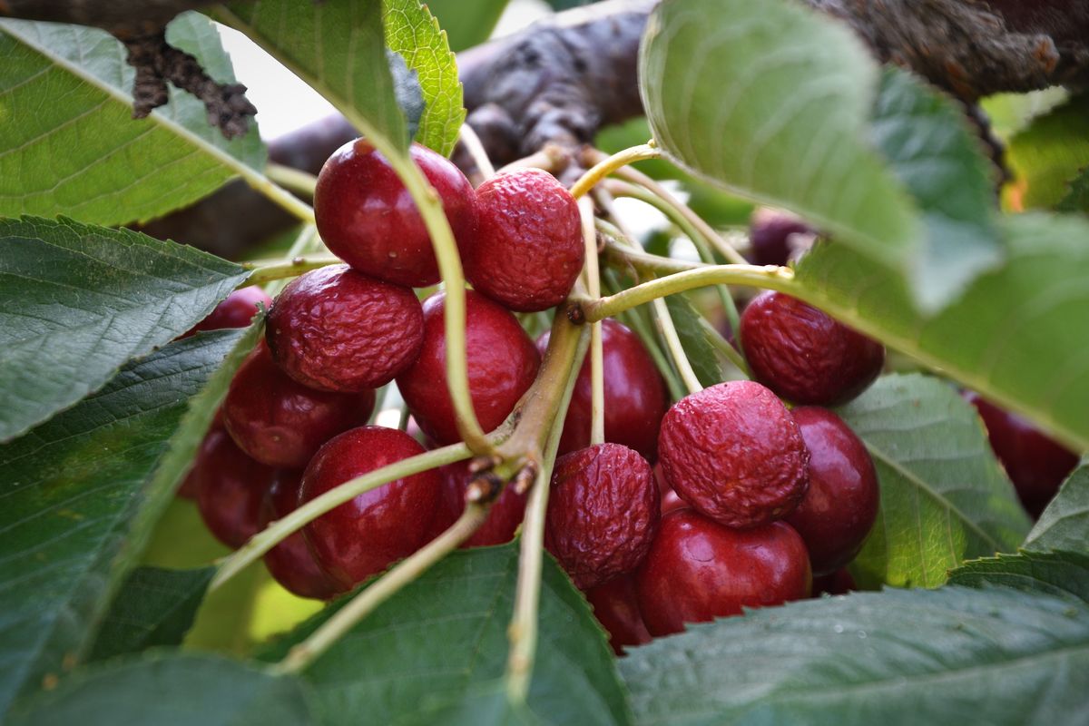 The summer’s high temperatures have affected cherry growers throughout Eastern Washington, as evidenced by these Sweetheart cherries seen shriveled before they could be harvested. Varieties picked earlier in the season fared better than those picked later in the summer. Impacts to the apple crop will become more clear in August when the harvest begins.  (COLIN TIERNAN/THE SPOKESMAN REVIEW)