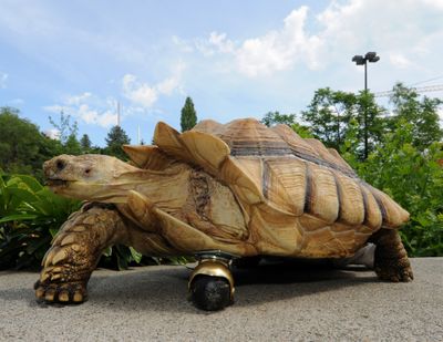 In this image provided by Washington State University, Gamera, a 12-year-old African spur-thighed tortoise, shows off his new front “leg.”