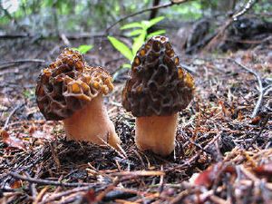 
Morel mushrooms, prized for the dinner table, are especially abundant in the next spring after a forest fire. 
 (Rich Landers / The Spokesman-Review)
