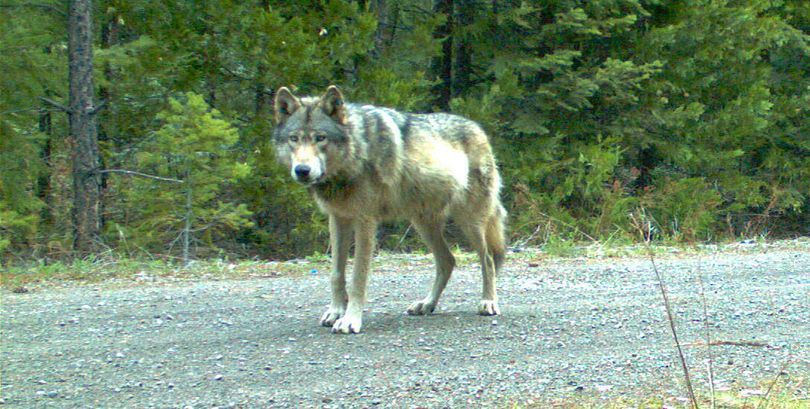 In May, trail cams confirmed OR-7 had formed the Rogue Pack and sired pups. (Associated Press)