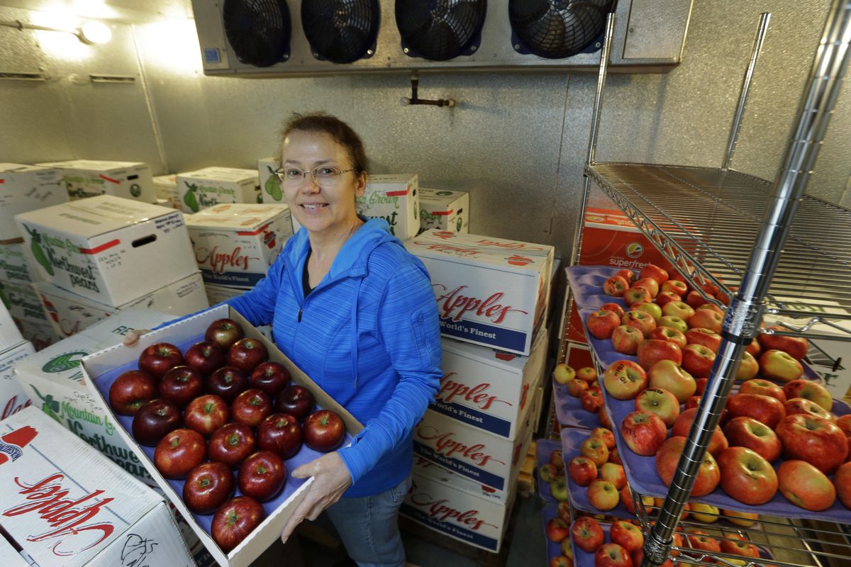 Kate Evans, a lead scientist at Washington State University’s Tree Fruit Research and Extension Center in Wenatchee, poses for a photo in a fruit cooler holding a box of Cosmic Crisp apples on Feb. 12, 2016. (Ted S. Warren / AP)