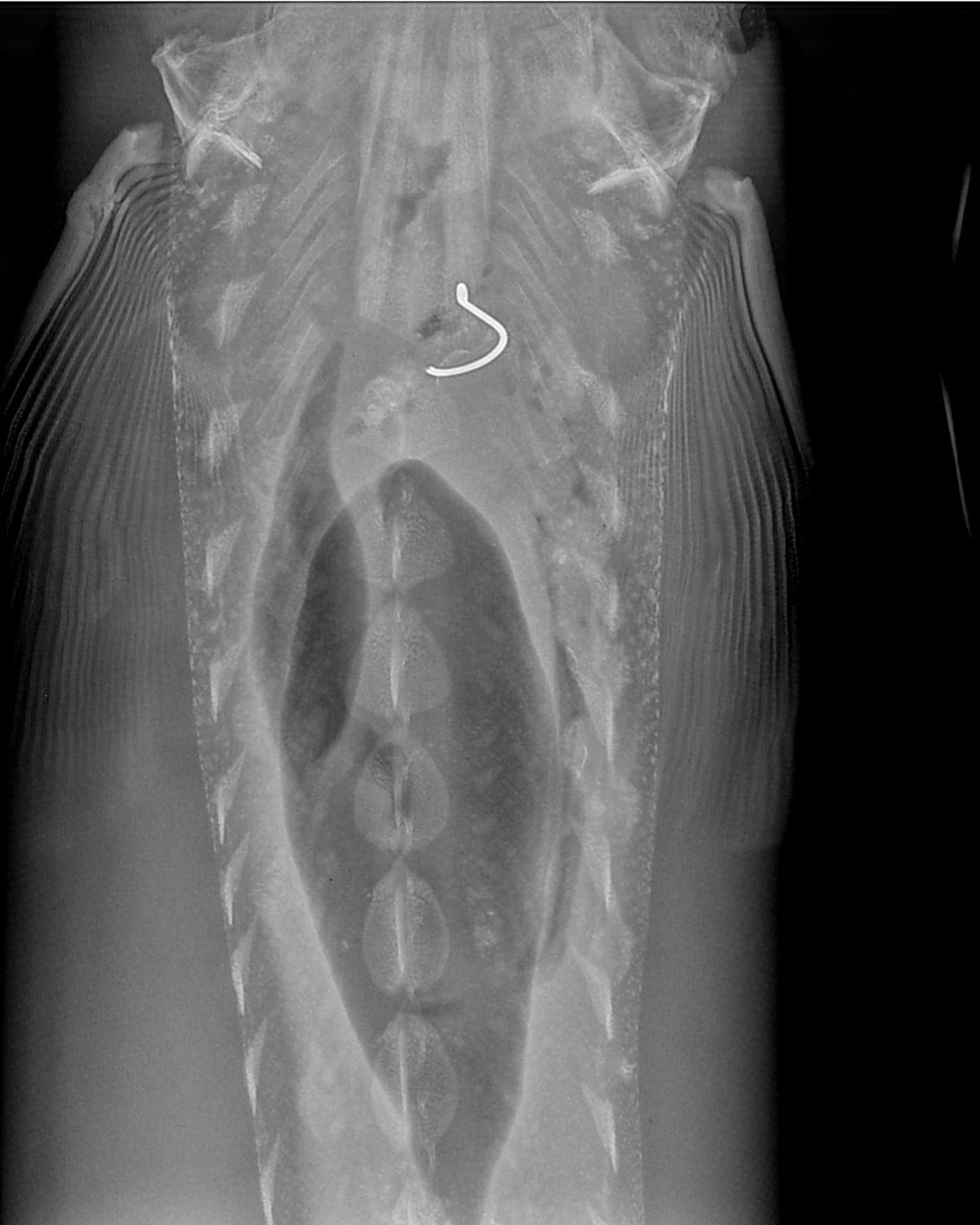 An X-ray image of a sturgeon shows a broken hook in its digestive tract. (Courtesy)