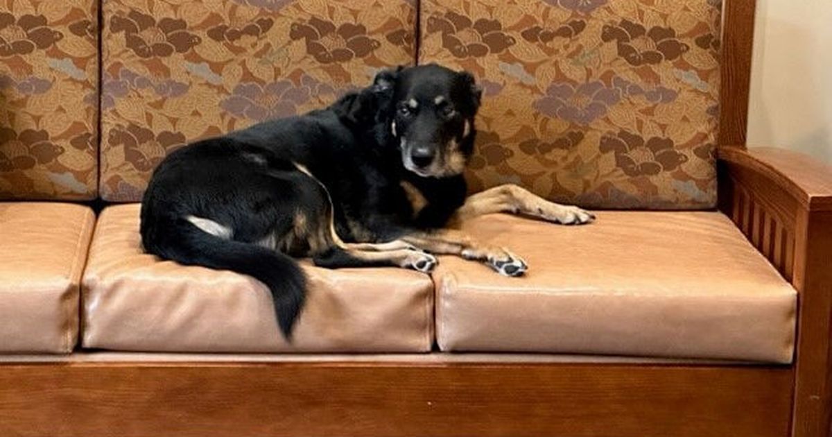 Dog kept escaping shelter to sleep in nursing home. Staff adopted him