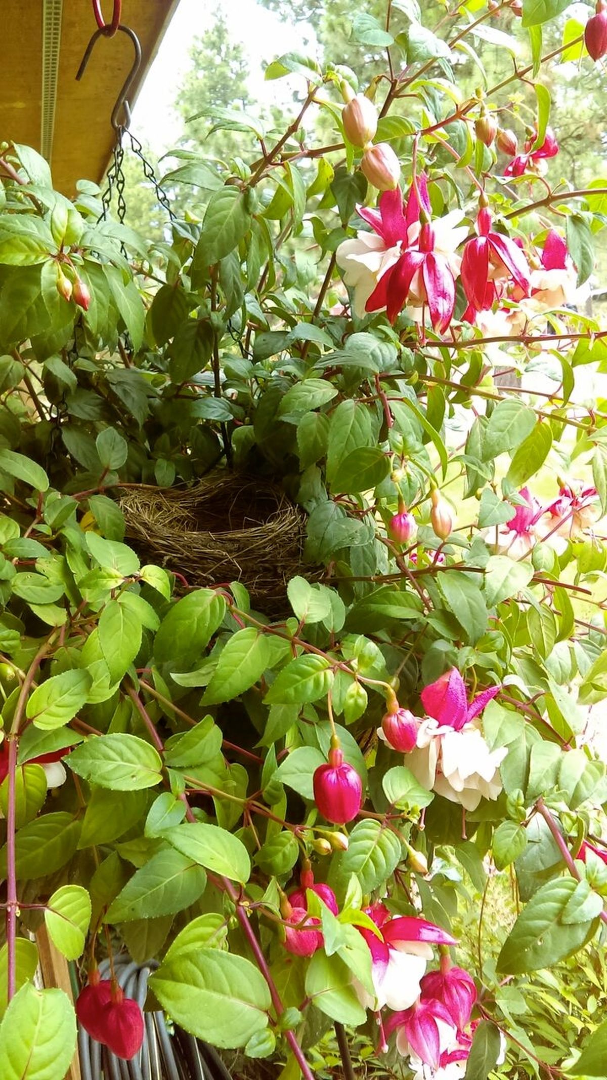 Robins built a nest in a hanging fuchsia basket on the Brock