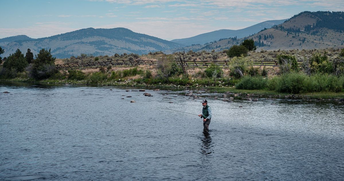 'Zombie trout' unsettle Montana, long a flyfishing mecca The