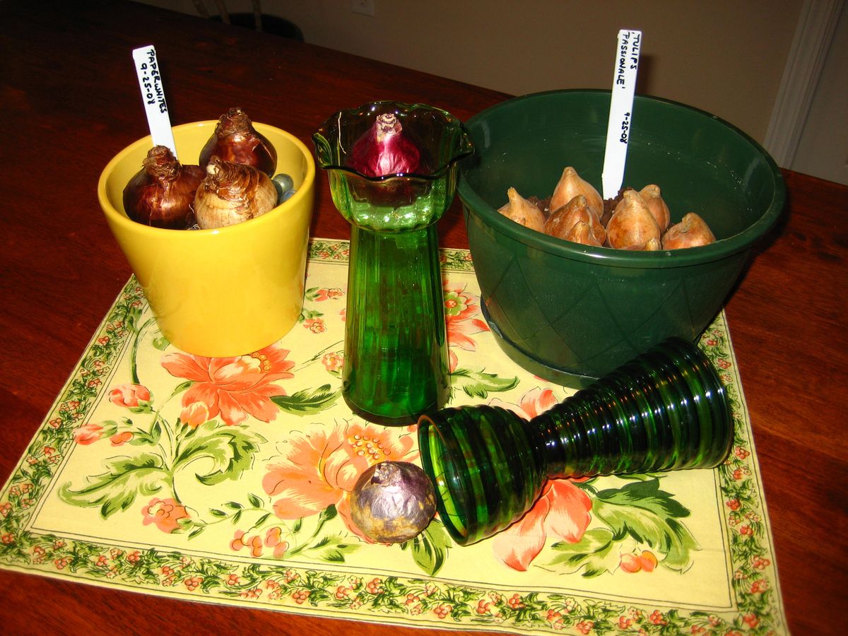 It’s easy to grow bulbs like paperwhite narcissus and hyacinths indoors in pots and vases. Special to (Photos by Susan Mulvihill Special to / The Spokesman-Review)