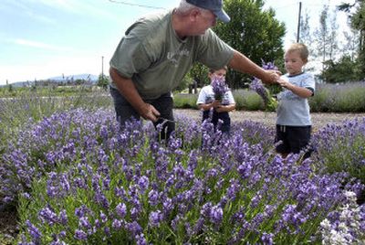 
Ron Seaman hands his grandson, Nate Seaman, 4, a bouquet of culinary lavender at Leisure Lavender Farm in Otis Orchards. Nate and his cousin, Cole Seaman, 4, center, were helping their grandfather at the family farm. 
 (Liz Kishimoto / The Spokesman-Review)