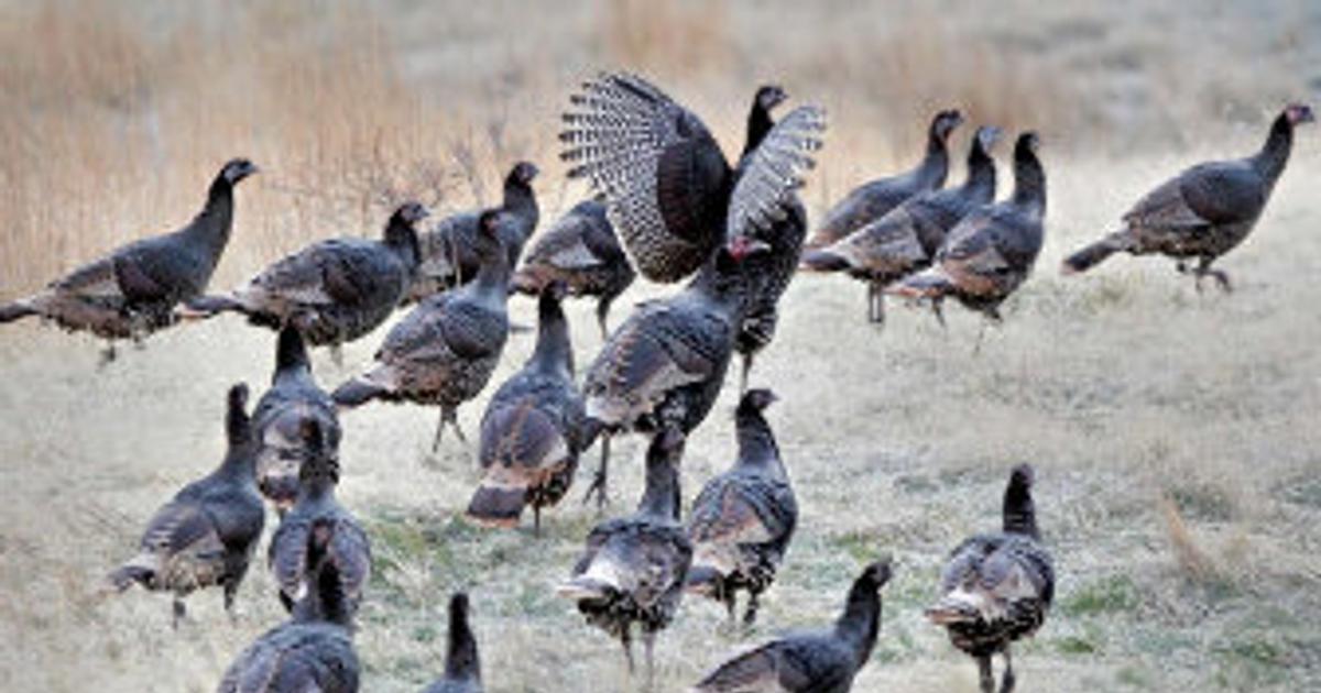 Tracking Turkeys | The Spokesman-Review