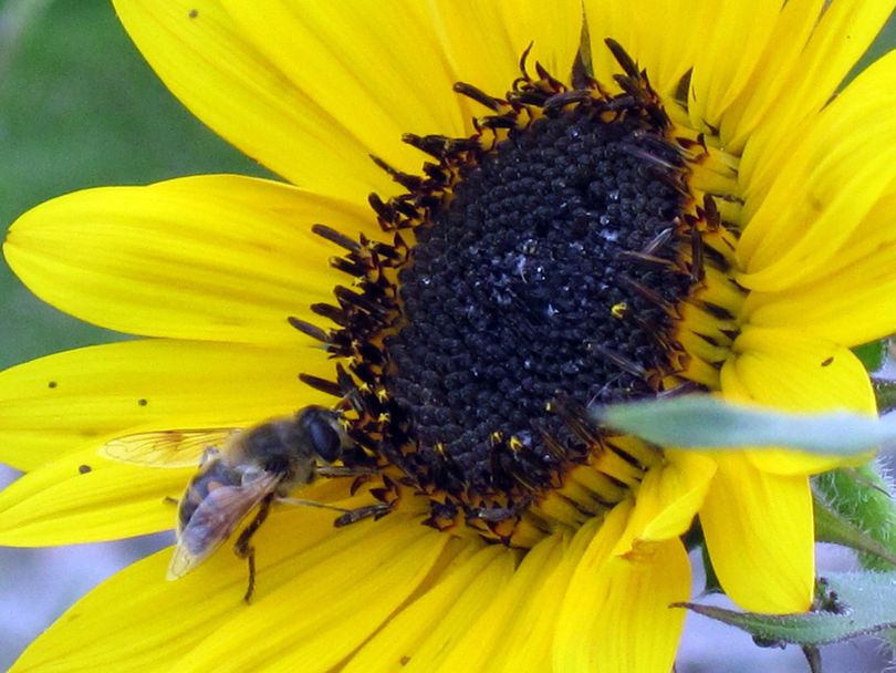 A honeybee feeds on a sunflower in an Otis Orchards garden. Sunflowers attract bees that subsequently pollinate the plants we eat. (J. BART RAYNIAK / The Spokesman-Review)