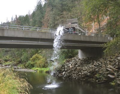 Surplus adult chinook salmon that returned up the Clearwater River to Dworshak National Fish Hatchery are trucked to Lolo Creek and released so they might spawn or at least add their nutrients to the stream as they die at the end of their spawning cycle. (Eric Barker / Lewiston Tribune)