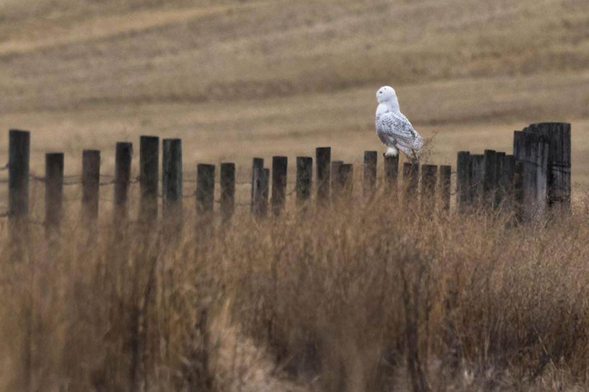 A snowy owl, an arctic bird that moves south to hunt for rodents during winter, visits Lincoln County on Nov. 25. (Craig Goodwin / Courtesy)