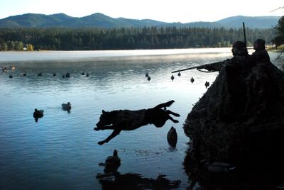 Kent Contreras lowers his shotgun and gives his Labrador retriever, Tank, the command to fetch. The dog retrieved 10 ducks and geese with equal enthusiasm last Saturday, launching from the boat blind to get each bird and then sitting calmly at his station for the next opportunity.  (Photos by RICH LANDERS / The Spokesman-Review)
