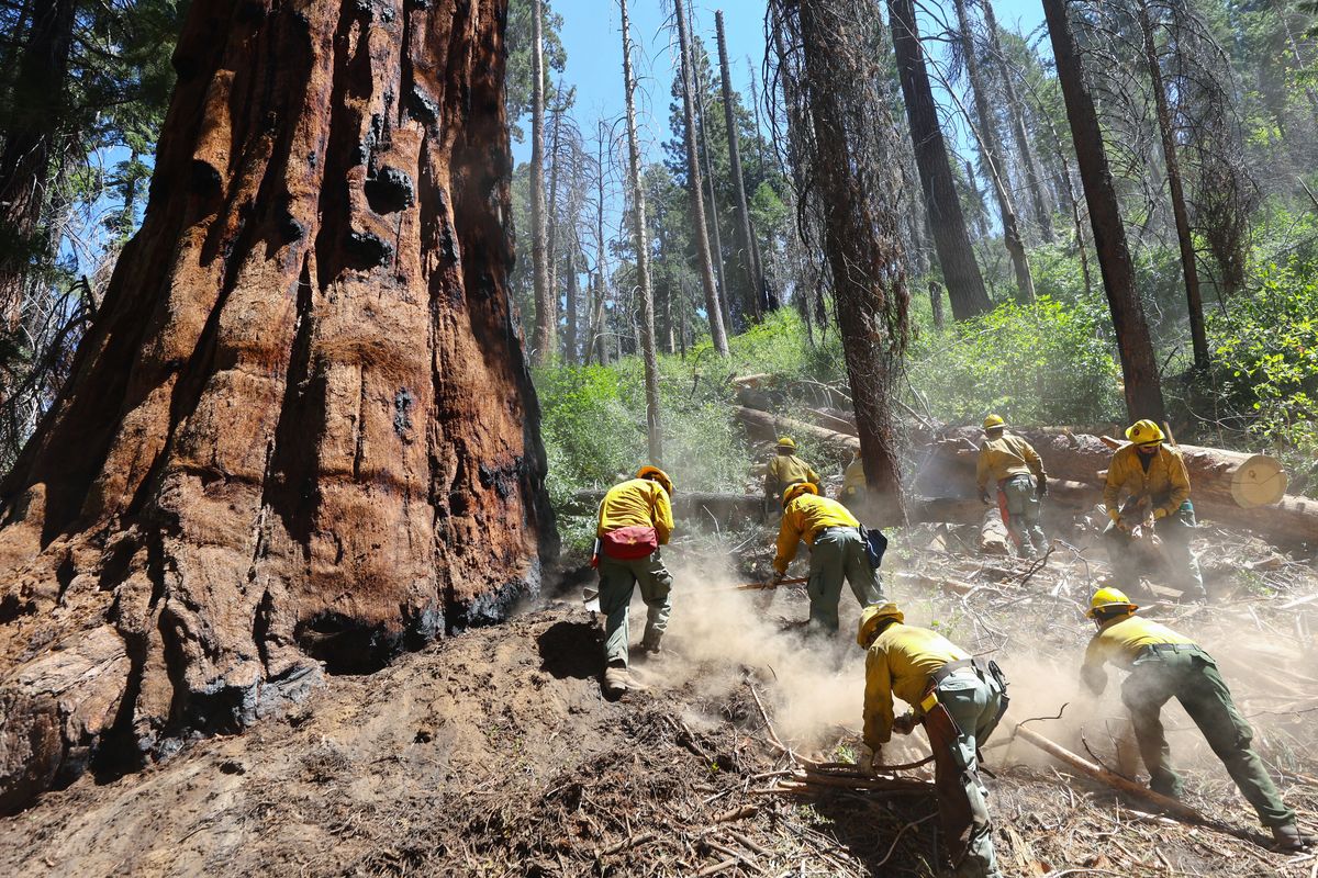 Sequoia National Forest OC Cobra Crew firefighters work to remove decomposing forest floor vegetation in an effort to reduce fuels and decrease wildfire risk around giant sequoias on Aug. 24 in Sequoia National Forest, Calif.  (Mario Tama)