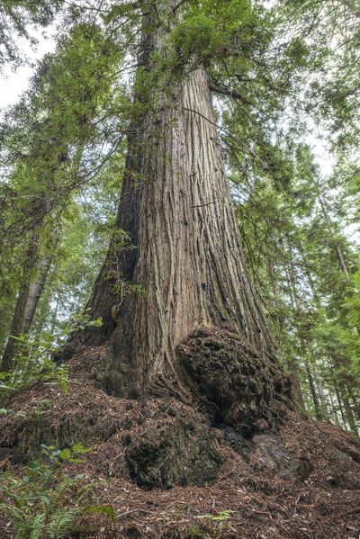 The McApin Tree, shown in this March 28, 2018, photo provided by Save the Redwoods League, standing in the Harold Richardson Redwoods Reserve near Stewart's Point, Calif., is 1,640 years old. (Mike Shoys / Save the Redwoods League)
