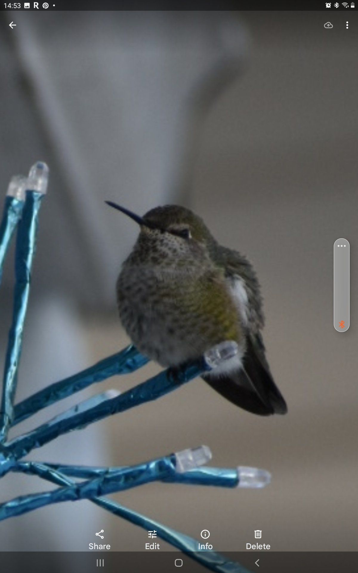 Hazel the hummingbird escapes the cold as she sits on an LED Christmas light.  (Courtesy, Pat Munts)