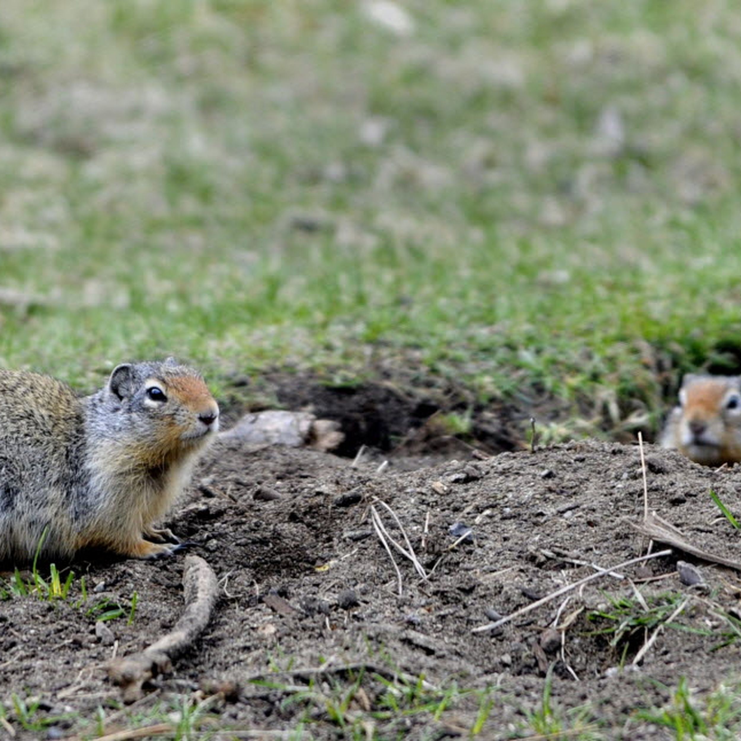 Spokane parks detonating ground squirrels