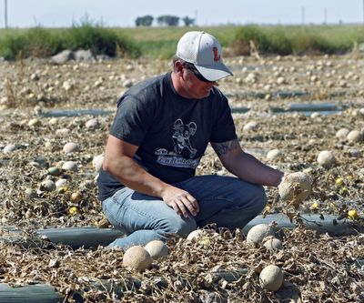 Eric Jensen examines cantaloupe at his business on the Jensen Farms, near Holly, Colo., on Wednesday. The Food and Drug Administration recalled 300,000 cases of cantaloupe grown there. (Associated Press)