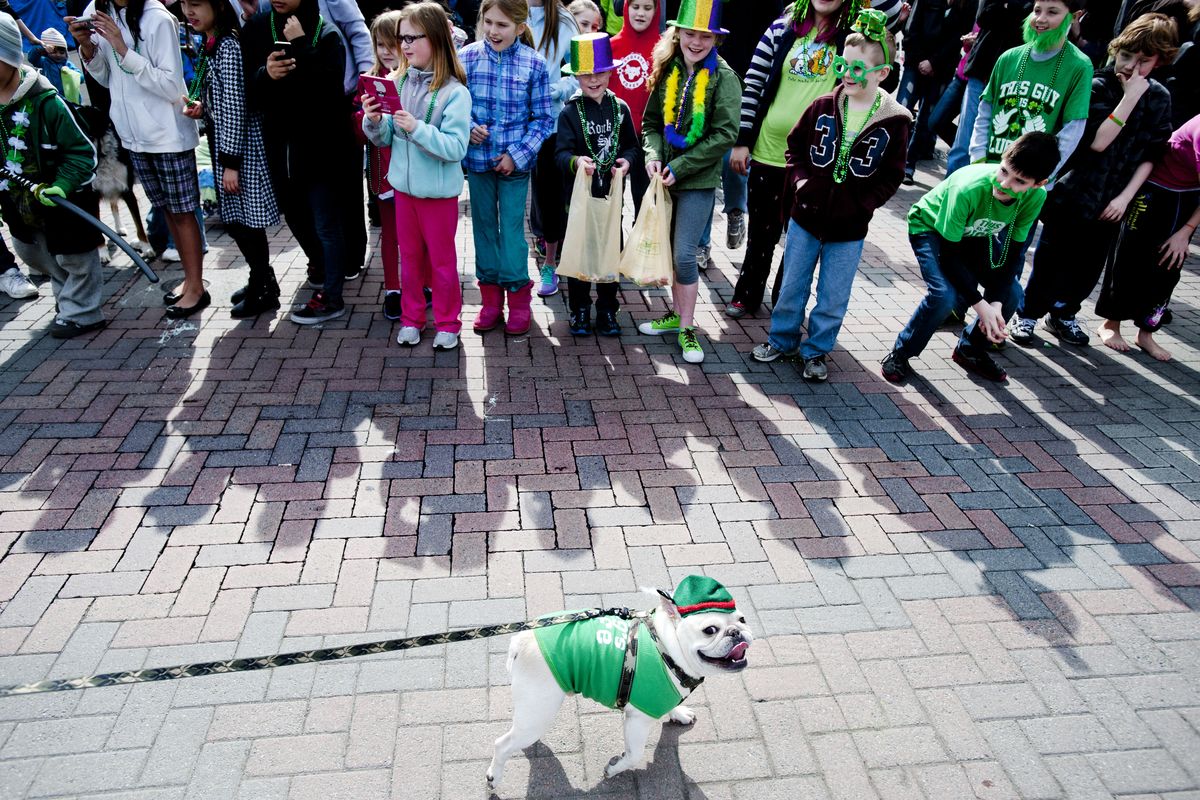 Oliver, a 4-year-old bulldog belonging to Mindy Chang, of Spokane, wears his best during Spokane’s annual St. Patrick’s Day Parade on Saturday in downtown Spokane. (Tyler Tjomsland)