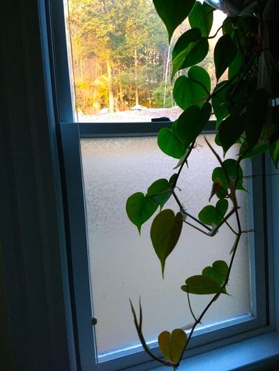 The lower sash of this window is covered with a plastic film, which is cheaper to install than new glass. (Tim Carter)