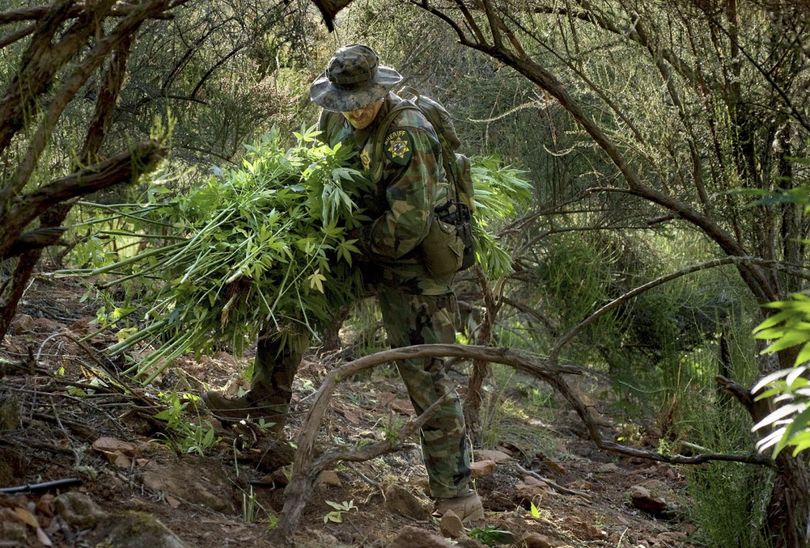 In this August 20, 2009 photo shows El Dorado County Sheriff's Sergeant James Byers dismantling a  marijuana garden in a remote area of El Dorado county, Calif. After overseeing a series of raids that destroyed more than 300,000  marijuana plants in California's Sierra Nevada foothills this summer, federal drug czar Gil Kerlikowske proclaimed, 