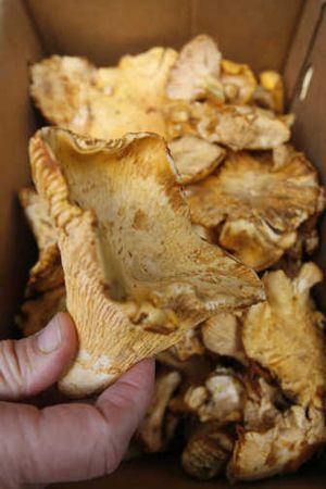 
Chanterelle mushrooms bring back fond memories.
 (Associated Press / The Spokesman-Review)