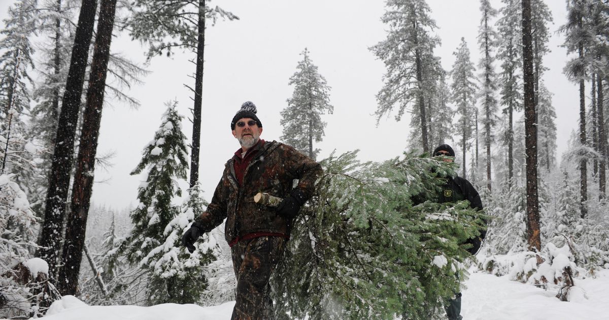 There’s still time to hunt down your own wild Christmas tree