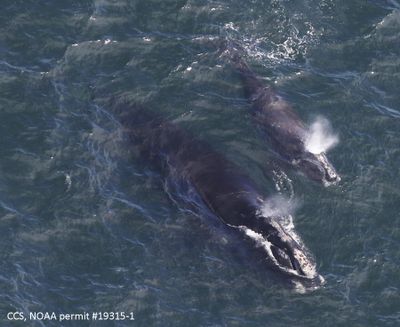 In this Thursday, April 11, 2019, photo provided by the Center for Coastal Studies, a baby right whale swims with its mother in Cape Cod Bay off Massachusetts. Researchers say they have located three right whale calves in the bay recently after finding none in 2018. The whales are among the rarest in the world. (Amy James/Center for Coastal Studies/NOAA via Associated Press)