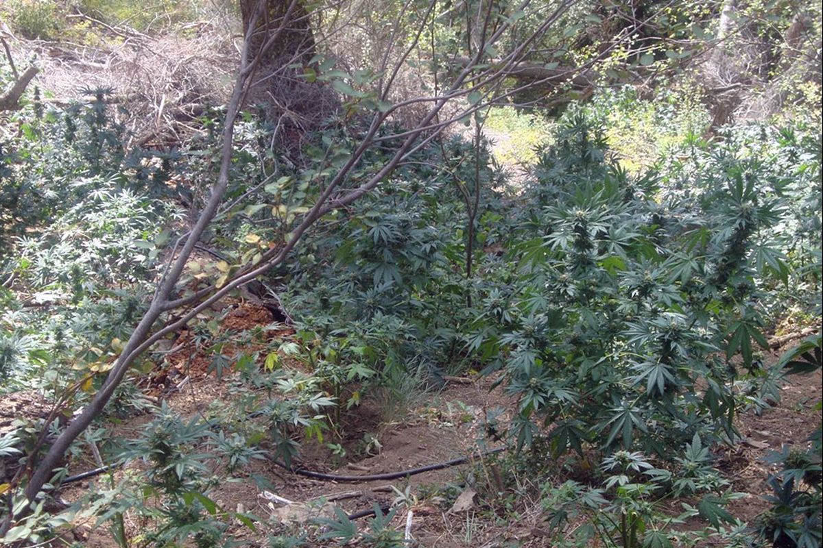 These marijuana plants were reaching maturity before being seized this year from the Okanogan National Forest. Courtesy of DEA (Courtesy of DEA / The Spokesman-Review)