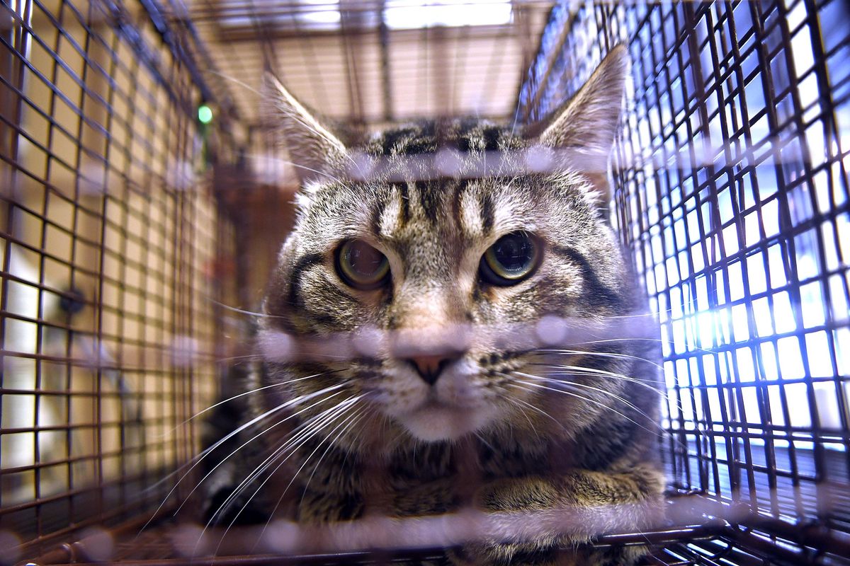 Snugglies was captured and brought into Pet Savers for treatment on  April 17. Pet Savers is starting a new trap, neuter, release pilot program. If people trap stray cats, Pet Savers will neuter and vaccinate them for $25. (Kathy Plonka / The Spokesman-Review)