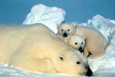 
In this undated photo provided by the U.S. Fish and Wildlife Service, a female polar bear and her cubs are shown in the Arctic National Wildlife Refuge in Alaska. A conservation group filed a formal petition in February seeking to list the polar bear as a threatened species under the Endangered Species Act. 
 (File/Associated Press / The Spokesman-Review)