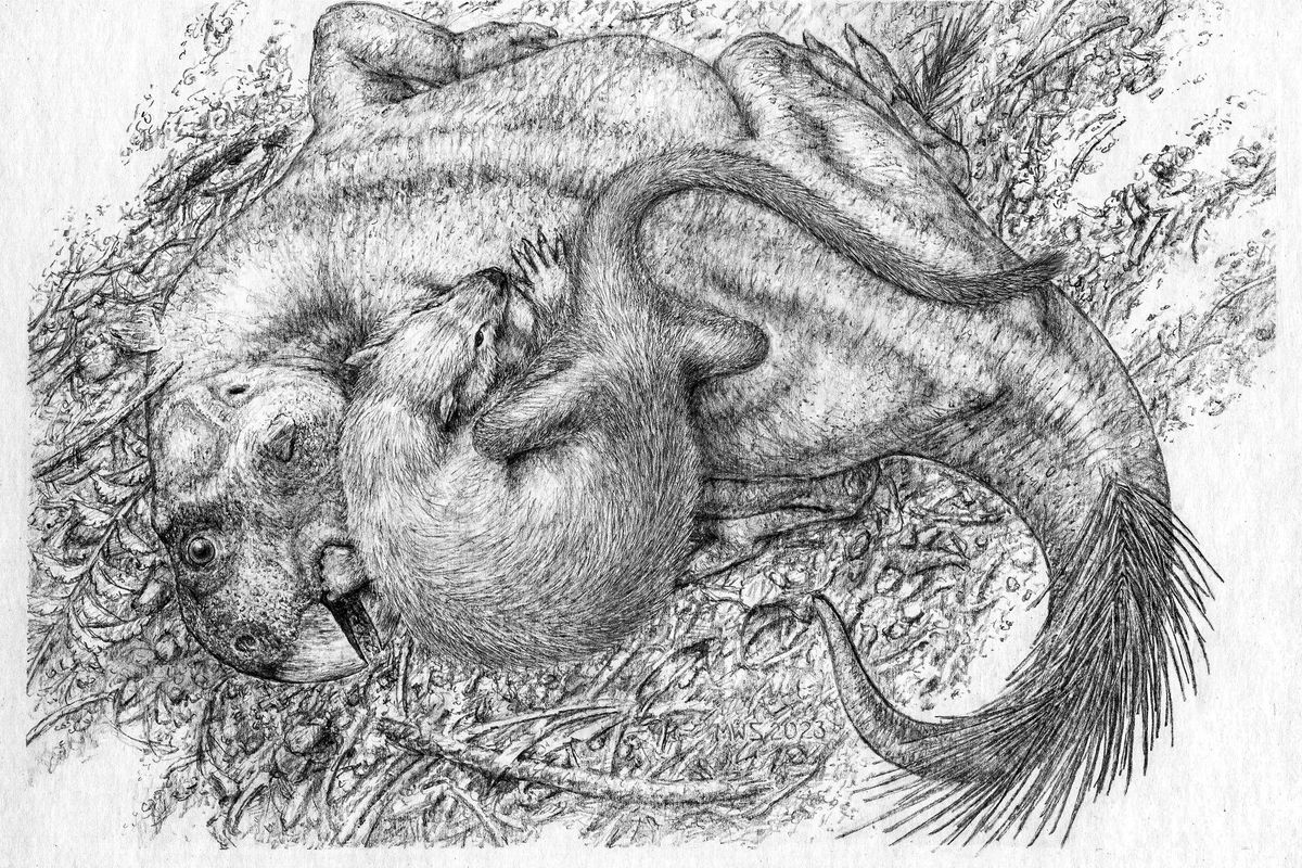 An image shows an artist’s life reconstruction of the battle between a Psittacosaurus, a plant-eating Triceratops relative, and a Repenomamus, a smaller mammal.  (Michael Skrepnick/New York Times)