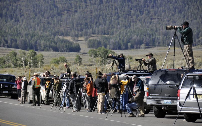 Left: A bull elk bugles near the Mammoth area of Yellowstone National Park during the September elk mating season. Above: Grizzly bear sighting quickly attracts a crowd of wildlife watchers and photographers along a road in the Lamar Valley. (RICH LANDERS PHOTOS)