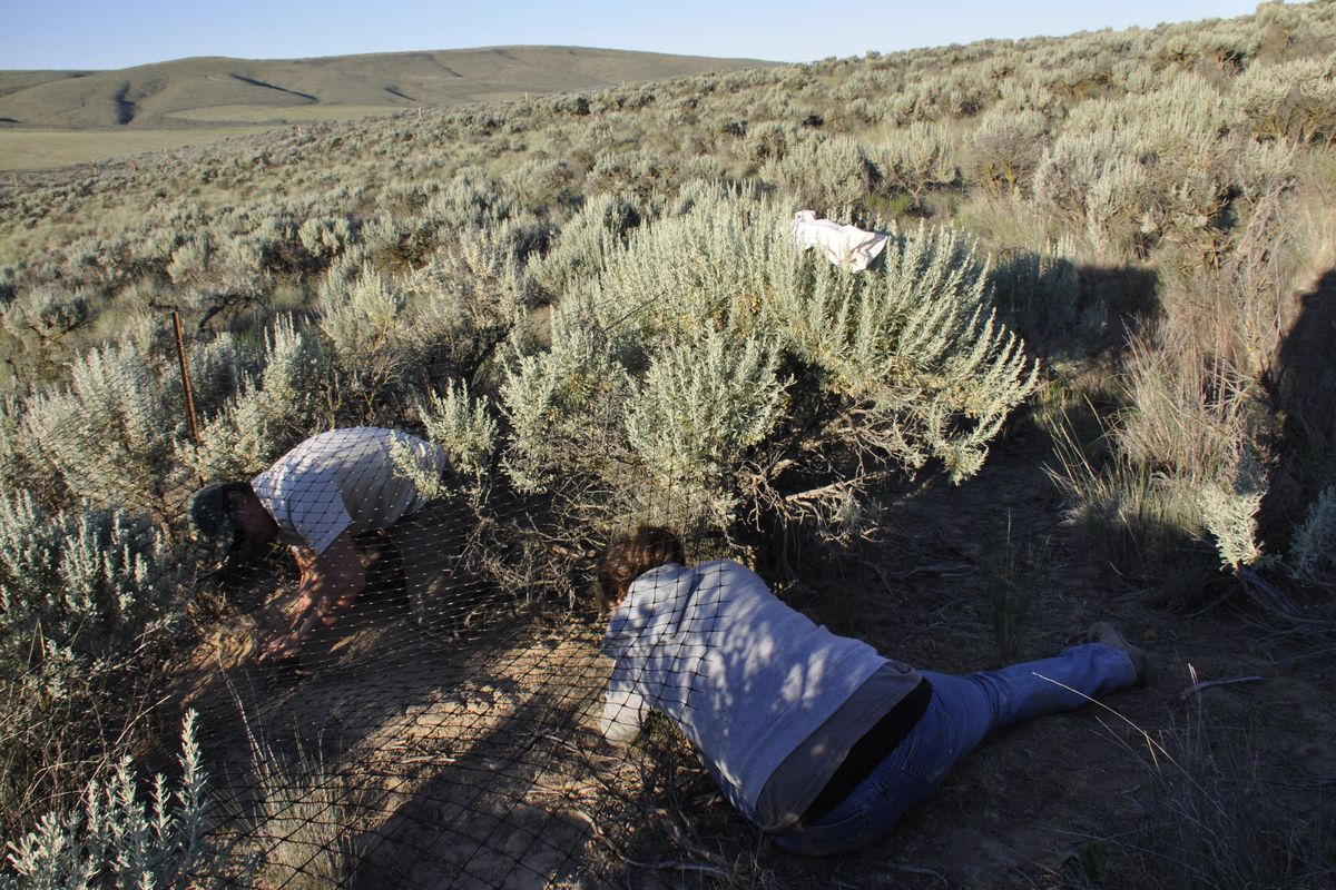 Washington Department of Fish and Wildlife staffers work in teams to force pygmy rabbits out of artificial burrow tubes in a 9-acre enclosure so the animals can be released into the wild. 
 (Rich Landers)