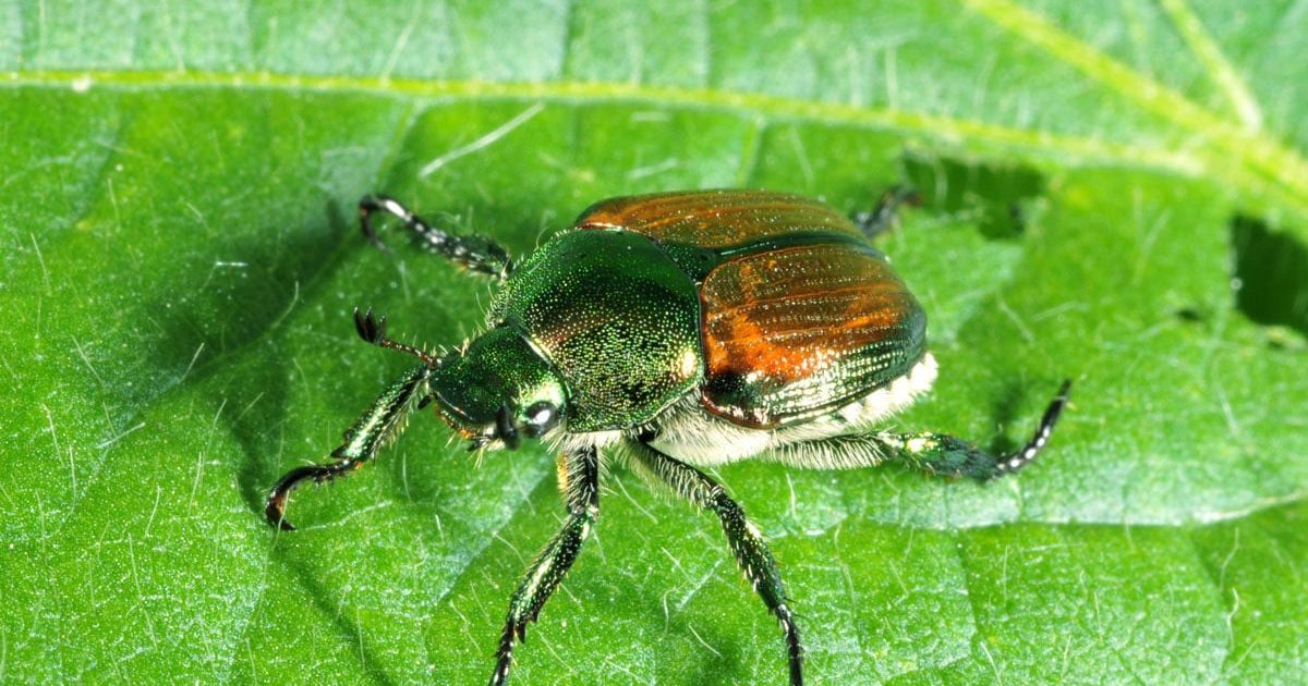 Japanese Beetle Quarantine Area Expanded The Spokesman Review 1976