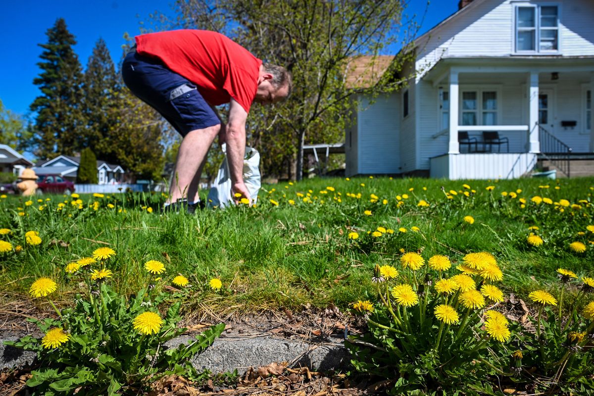 Brett Wyatt attacks and yanks by the roots some of the hundreds of dandelions popping up in his front yard Tuesday at the corner of 39th Avenue and Hatch Street in Spokane.  (DAN PELLE/THE SPOKESMAN-REVIEW)