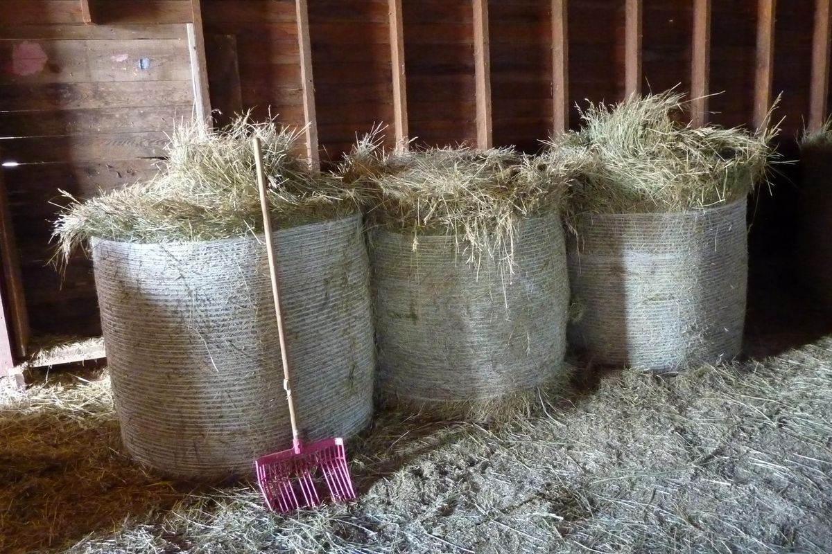 A pink rake leans on a bale of hay stored in a historic working barn at  Christensen Farms on Peone Prairie. (Stefanie Pettit / The Spokesman-Review)
