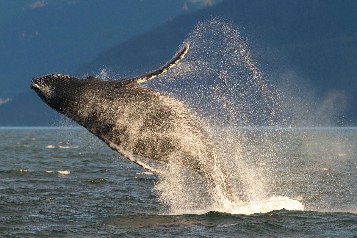 Dozens of humpback whales seen in North Pacific waters | The Spokesman ...