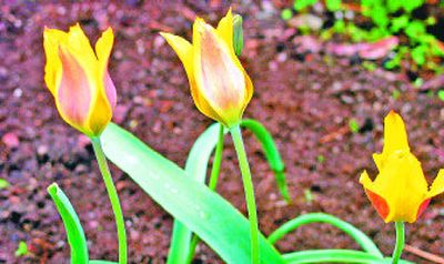 
Species tulips have a reputation as great – and repeat – performers.
 (Mike  Prager / The Spokesman-Review)