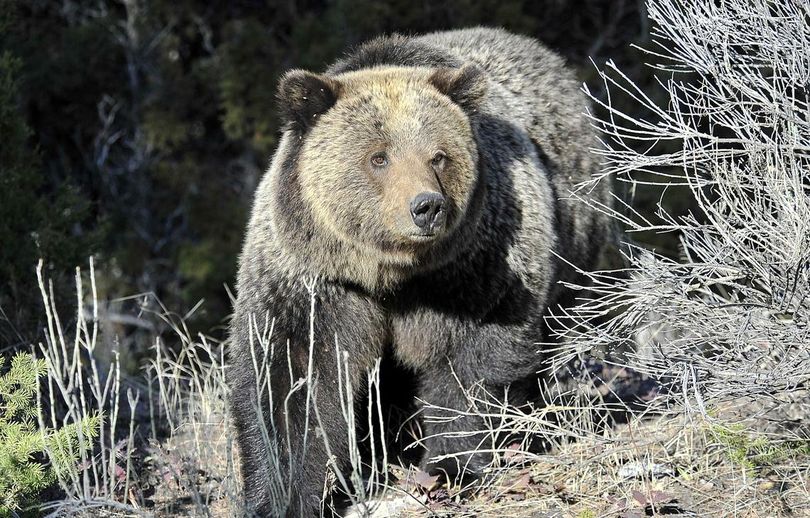 Yellowstone-area grizzlies could come off endangered species list. (Associated Press)