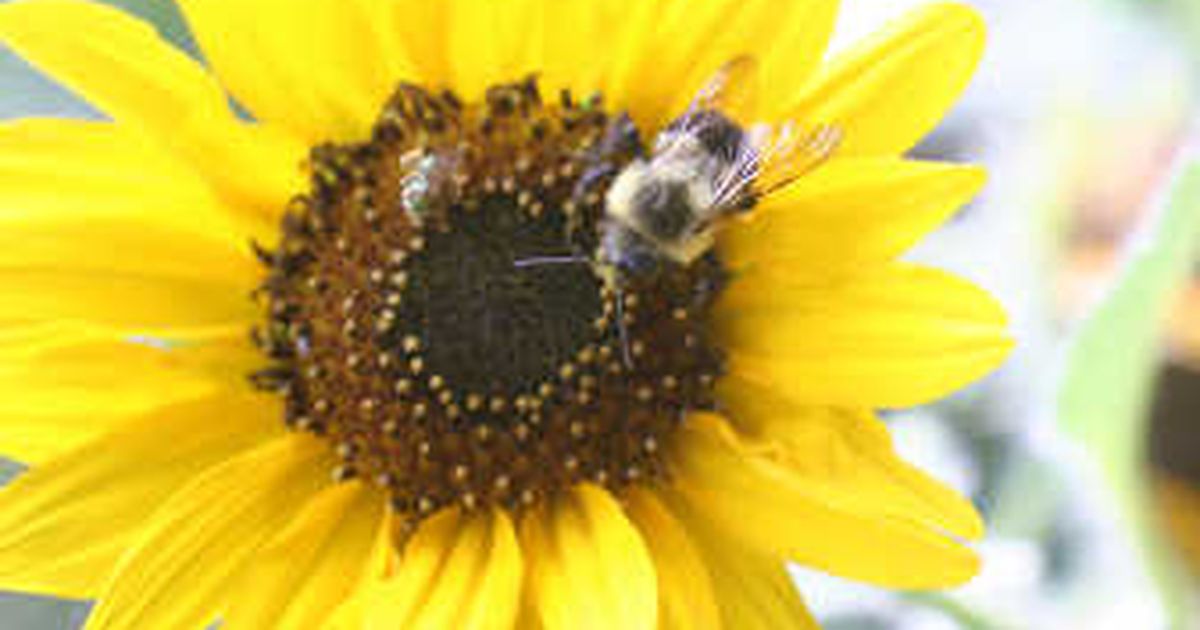 Why Does Insect Pollinated Flowers Have Sticky Pollen Best Flower Site
