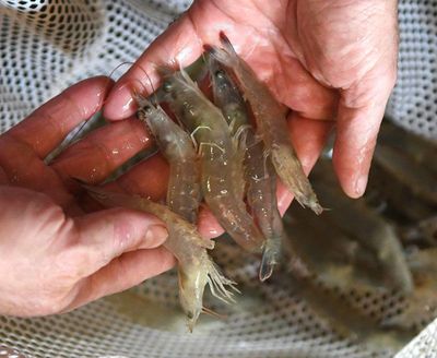 Shrimp rest in the hands of Pat Vaughan, owner of Cowboy Shrimp. (Steve Hanks / Lewiston Tribune)