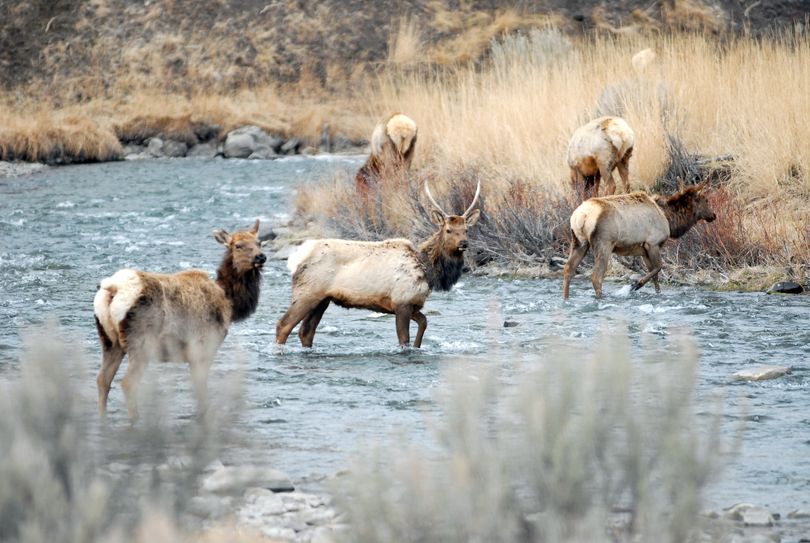  Elk cross the Gardner River near Mammoth in Montana in Yellowstone National Park last April.  (Associated Press)