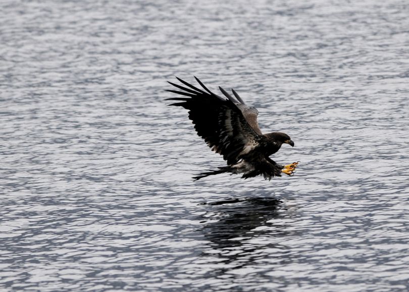A quick snack: A juvenile bald eagle, which doesn’t yet have the coloration of an adult, throws its wings back and its talons forward, preparing to snatch a kokanee salmon from the surface of Lake Coeur d’Alene on Saturday. The gathering of migrating eagles peaks in mid-December as the birds gorge on the spawned-out kokanee that are plentiful in the lake’s Wolf Lodge Bay.  On the Web: Watch a video about the eagles’ annual journey at spokesman.com/video.jesset@spokesman.com (Jesse Tinsley)
